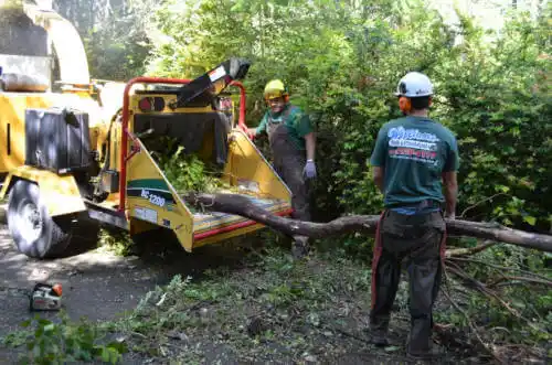 tree services Celebration